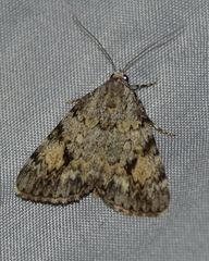 Catocala amica