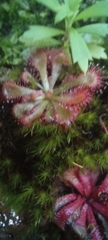Drosera
