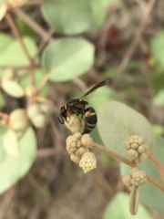 Euodynerus hidalgo boreoorientalis