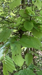 Carpinus betulus