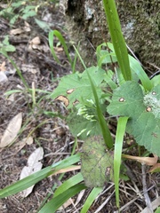 Anthoxanthum occidentale