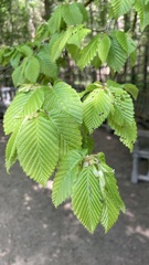 Carpinus betulus