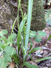 Anthoxanthum occidentale