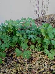 Aquilegia chrysantha