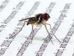 Tanypezidae