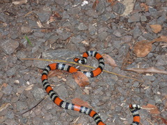 Micrurus altirostris