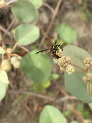 Euodynerus hidalgo boreoorientalis