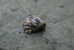 Nerita histrio