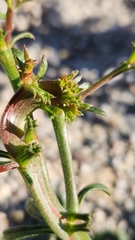 Chorizanthe brevicornu
