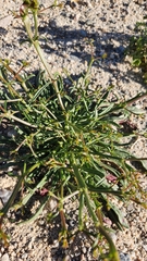Chorizanthe brevicornu