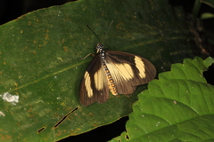 Acraea jodutta