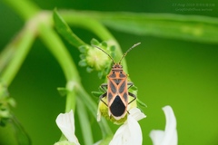 Graptostethus servus