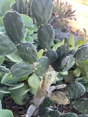 Opuntia karwinskiana