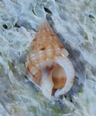 Tritia reticulata