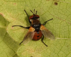 Gymnosoma