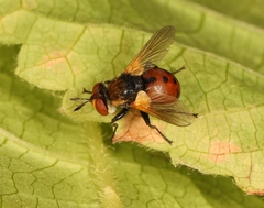 Gymnosoma