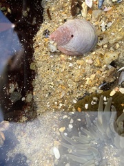 Crepidula onyx