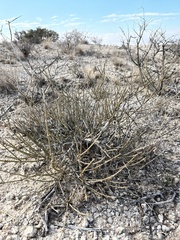 Ephedra