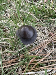 Entoloma sericeum