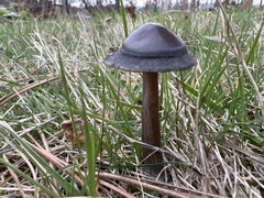 Entoloma sericeum