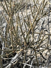 Ephedra