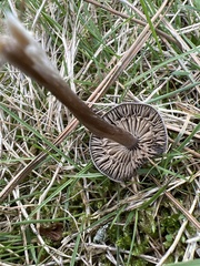 Entoloma sericeum