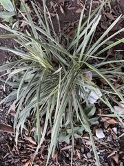 Dasylirion acrotrichum