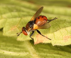 Gymnosoma