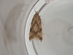Brachmia blandella
