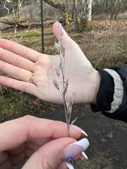 Bromus hordeaceus