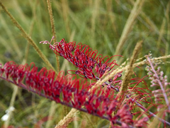 Grevillea dryandri