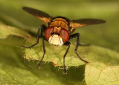 Gymnosoma