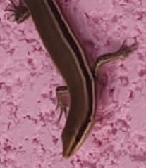Marisora roatanae