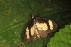 Acraea jodutta