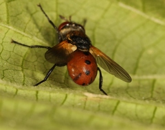 Gymnosoma
