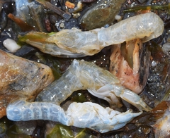 Gilvossius tyrrhenus