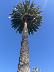 Phoenix canariensis