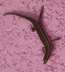 Marisora roatanae