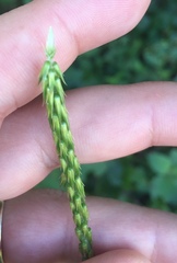 Achyranthes