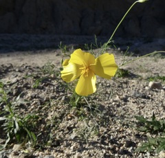 Eschscholzia papastillii