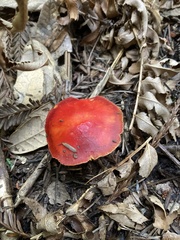 Hygrocybe laetissima