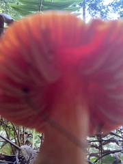 Hygrocybe laetissima