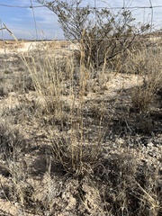 Bouteloua breviseta