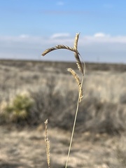 Bouteloua breviseta