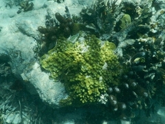 Porites astreoides