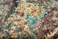 Octopus cyanea
