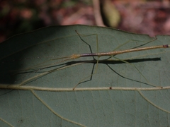 Candovia strumosa