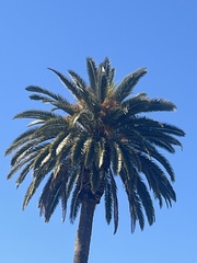 Phoenix canariensis