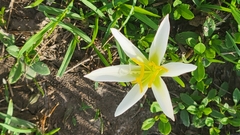 Zephyranthes candida