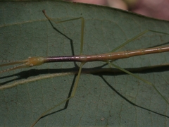Candovia strumosa